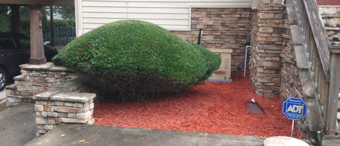 mulch and hedge