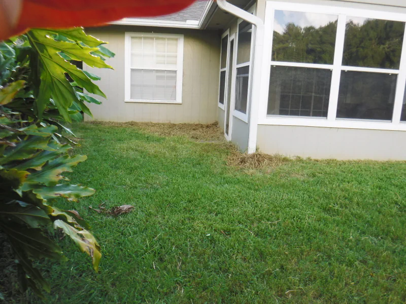 tall grass has been mowed after cleanup in backyard in Middleburg, FL