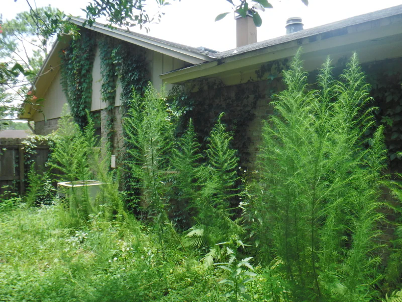 completely neglected backyard before cleanup with dog fennel and vines on house in Orange Park, FL