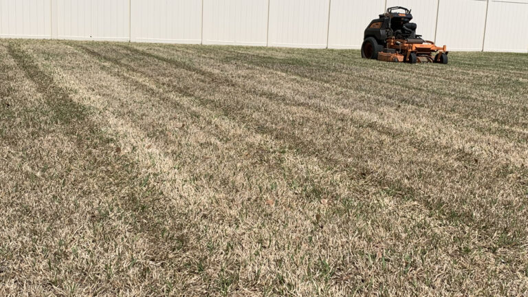 mostly dormant St. Augustine lawn in Middleburg FL after mowing