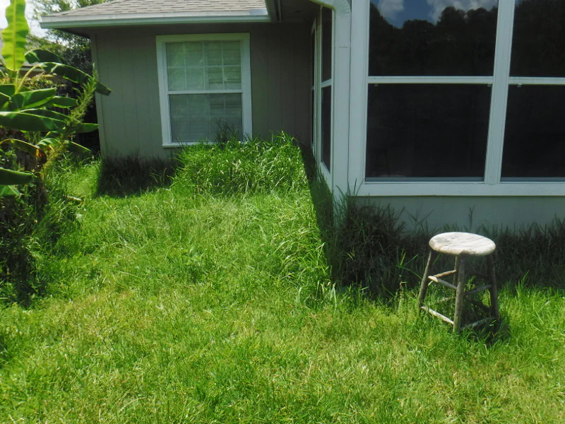 extremely tall grass growing up the side of the house before cleanup in Middleburg, FL