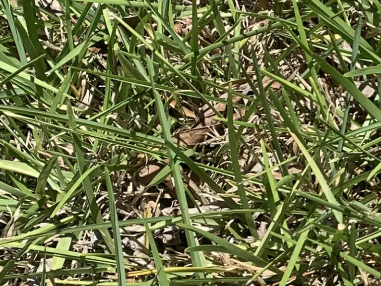 St. Augustine grass blades folding lengthwise due to drought stress in Orange Park, FL