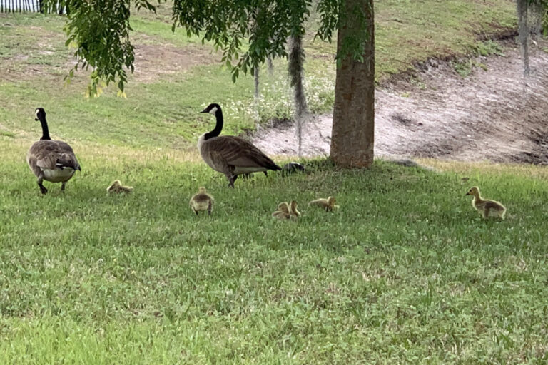 two canadian geese and some goslings in the grass