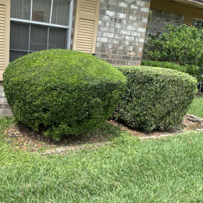 nicely trimmed shilling holly and podocarpus hedge in Orange Park, FL