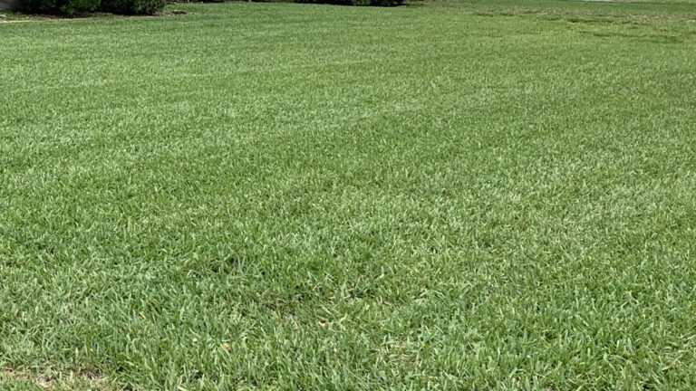 St. Augustine lawn in Orange Park FL after mowing with faint mowing stripes