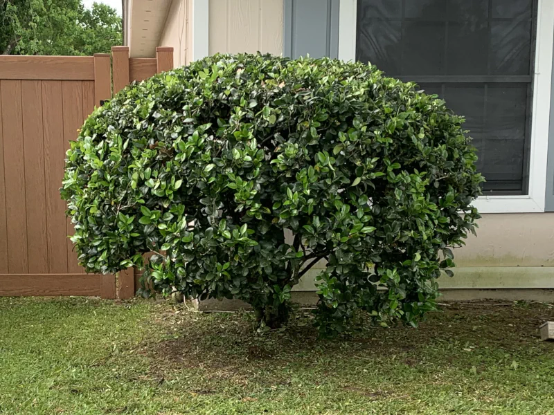 ligustrum hedge after trimming in Middleburg, FL
