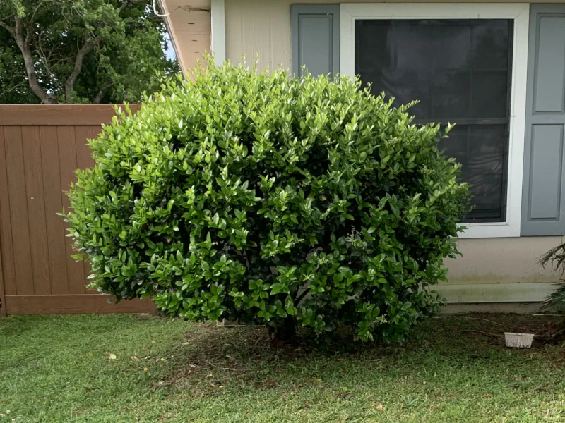 ligustrum hedge before trimming in Middleburg, FL