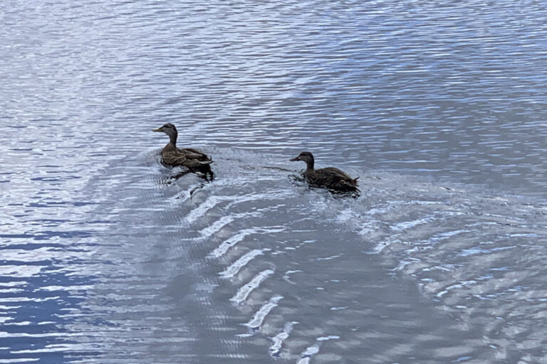 mallard ducks on in a pond