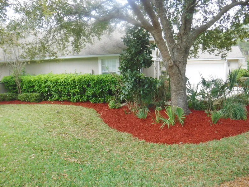 red mulch around oak tree and palmettos in Eagl Harbor
