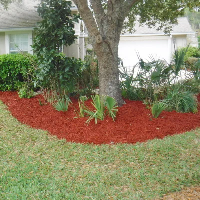 red mulch around oak tree and palmettos in Eagle Harbor lawn in Fleming Island, FL
