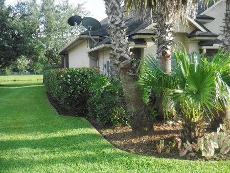 fresh and clean flowerbed with palm trees and hedges in Eagle Harbor community in Fleming Island FL