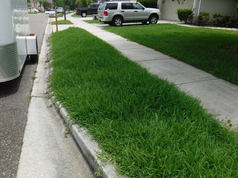 Very overgrown edges on curb in an Orange Park, FL lawn before edging and doing a yard cleanup