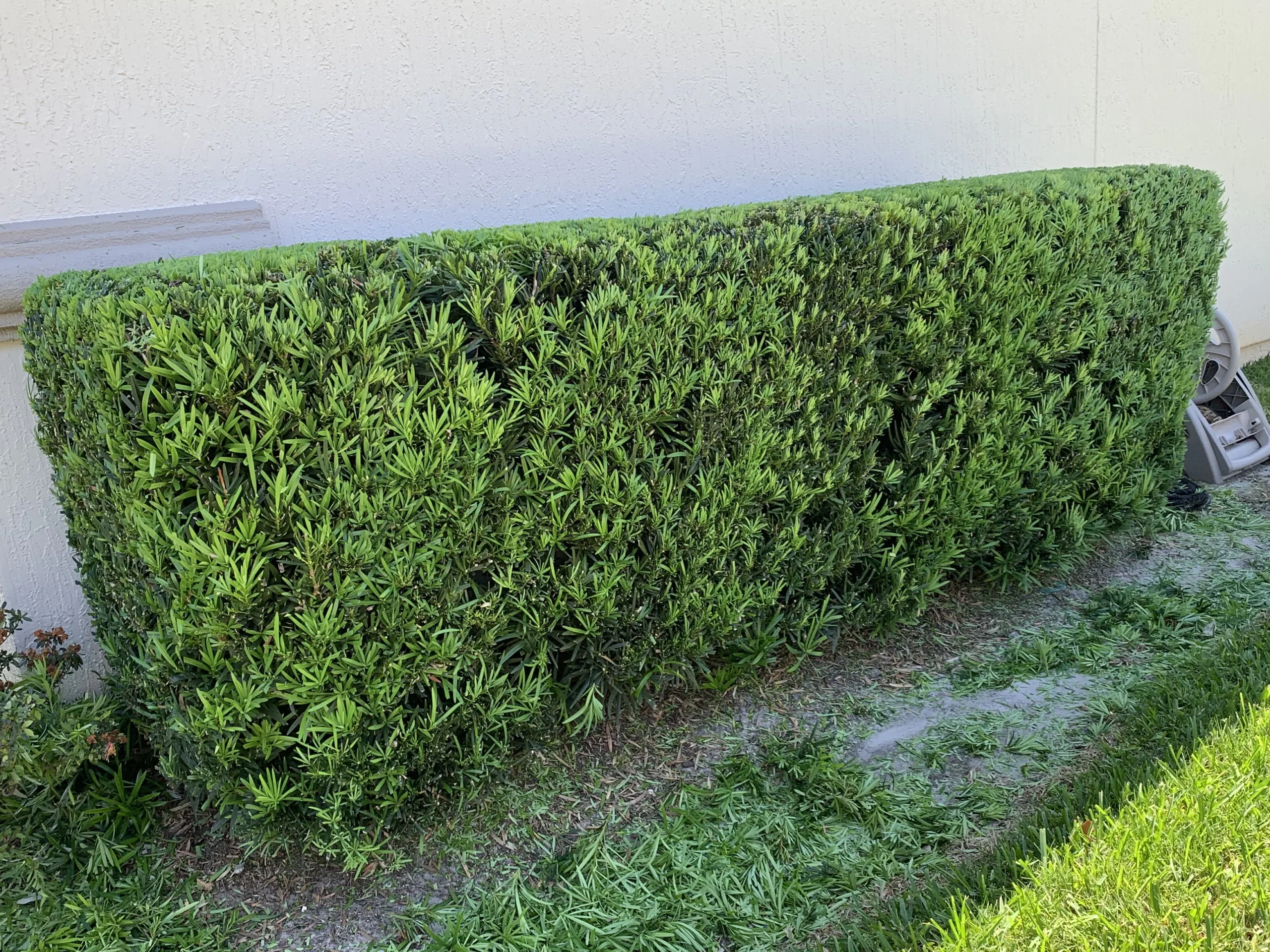 podocarpus hedge after trimming