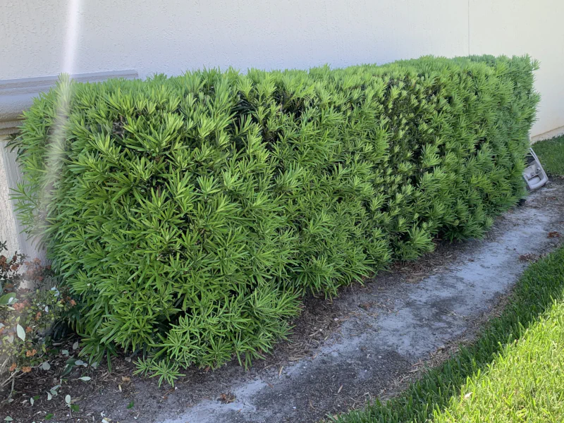 podocarpus hedge before trimming