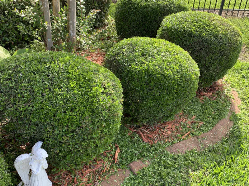 shilling holly hedges after trimming in Fleming Island, FL