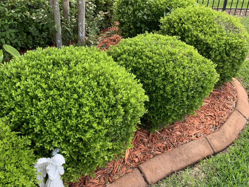 shilling holly hedges before trimming in Fleming Island, FL