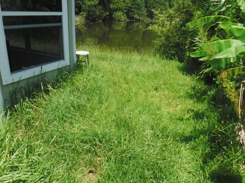 tall grass on side of house before lawn cleanup in Middleburg, FL