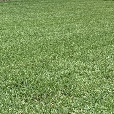St. Augustine grass lawn