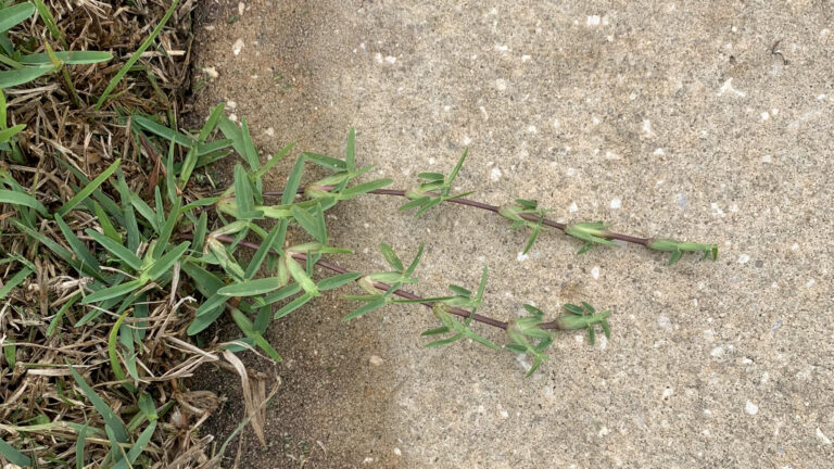 St. Augustine grass stolons creeping across sidewalk