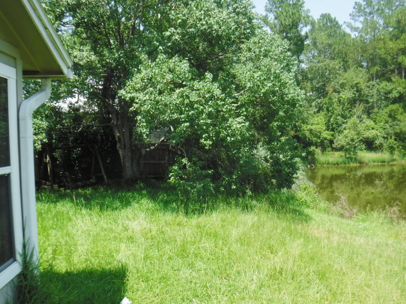 tall bahia grass in backyard before cleanup in Middleburg, FL