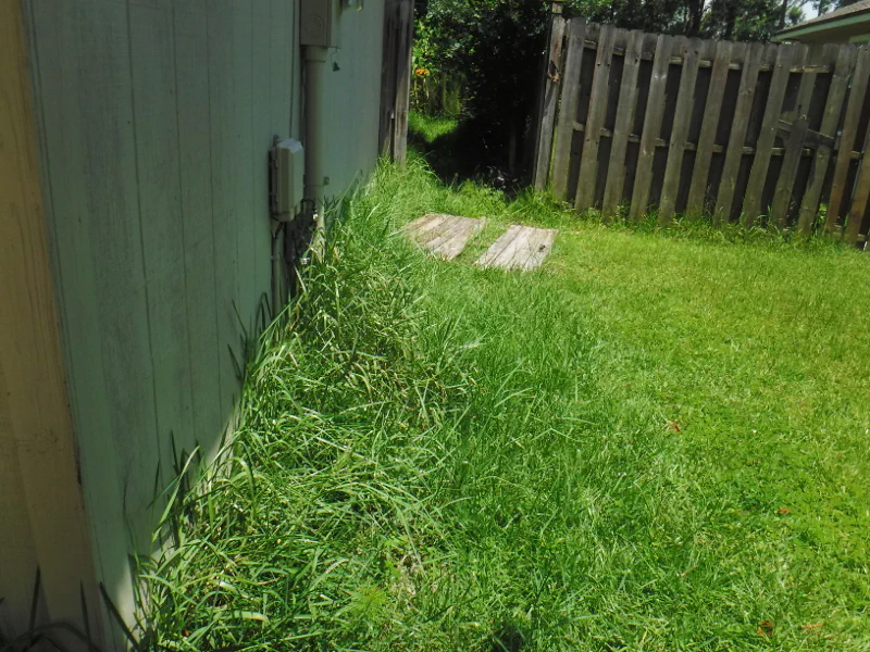 very tall grass on side of house in front of gate in Middleburg, FL before lawn cleanup