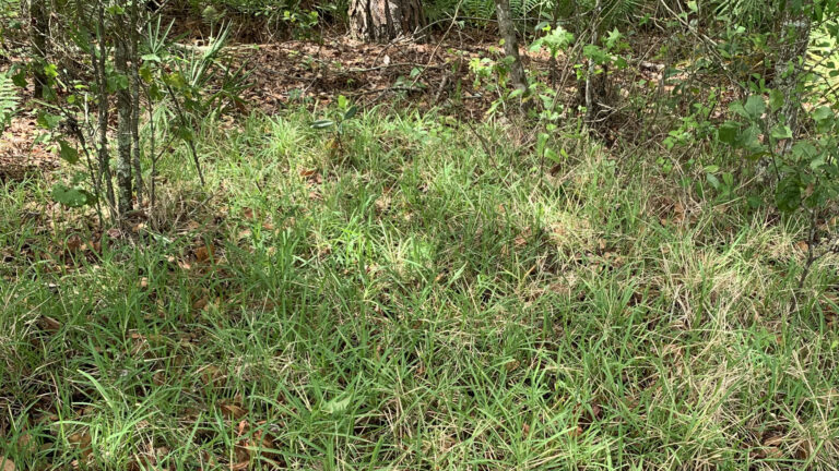 St. Augustine Grass growing wild in the woods
