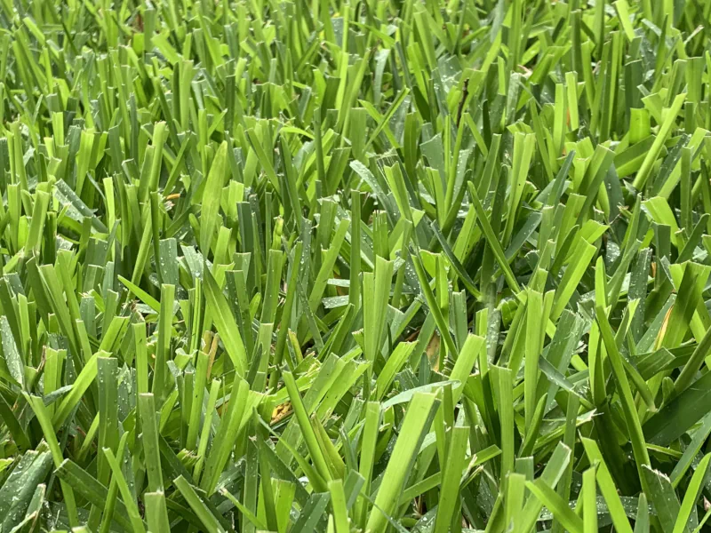 grass blades after being cut with sharp lawn mower blades