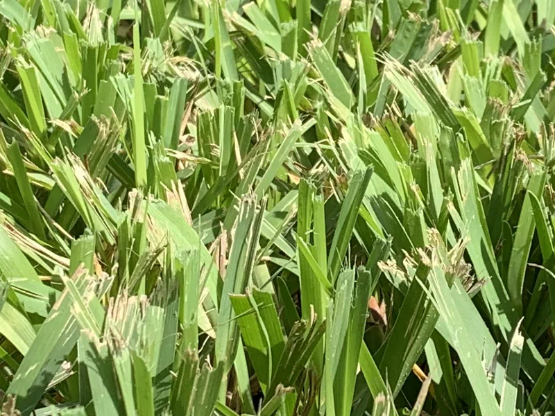 shredded grass blades from mowing with dull lawn mower blades.