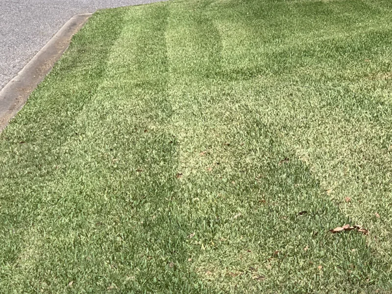 St. Augustine grass that has been mowed and is unlevel