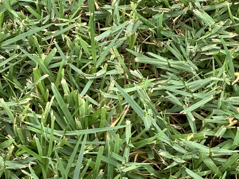 close up of torpedo grass and St. Augustine grass mixed together in a lawn.