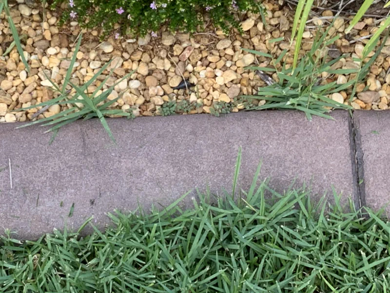 torpedo grass growing in a rock bed next to a landscape border.