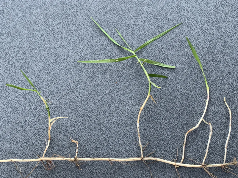 torpedo grass and rhizome shoot on dark background