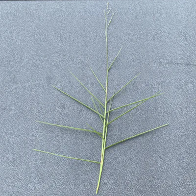 long shoot of torpedo grass with a seedhead on a dark background.